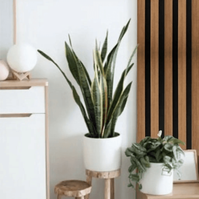 Lamele Akustyczne Listwa Dąb Naturalny L 248A Teak Lewa, 120044205, AGT